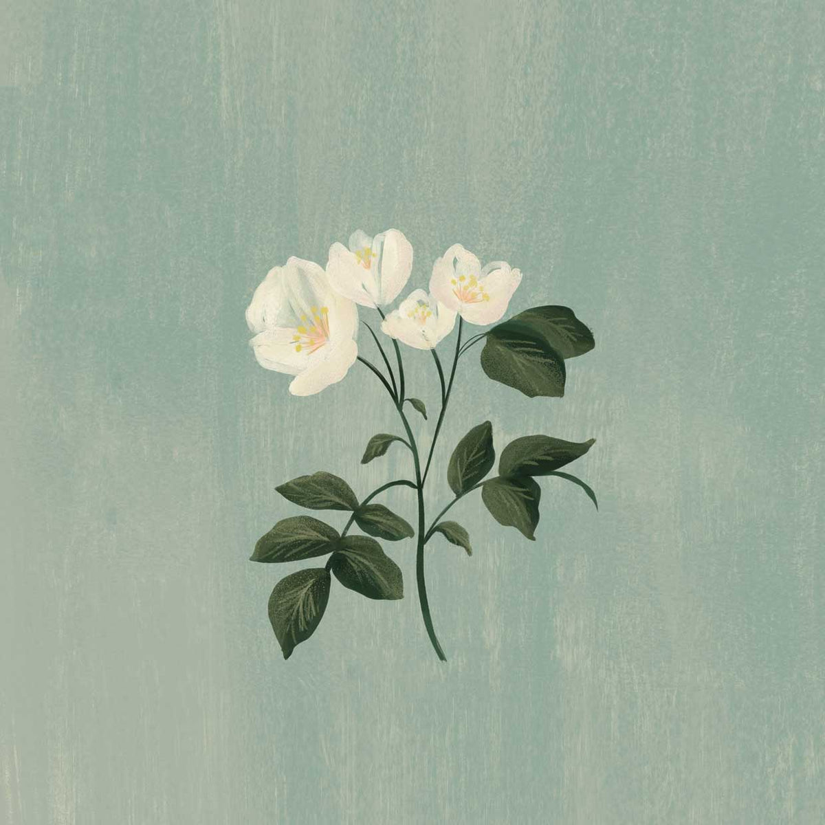 White Rose