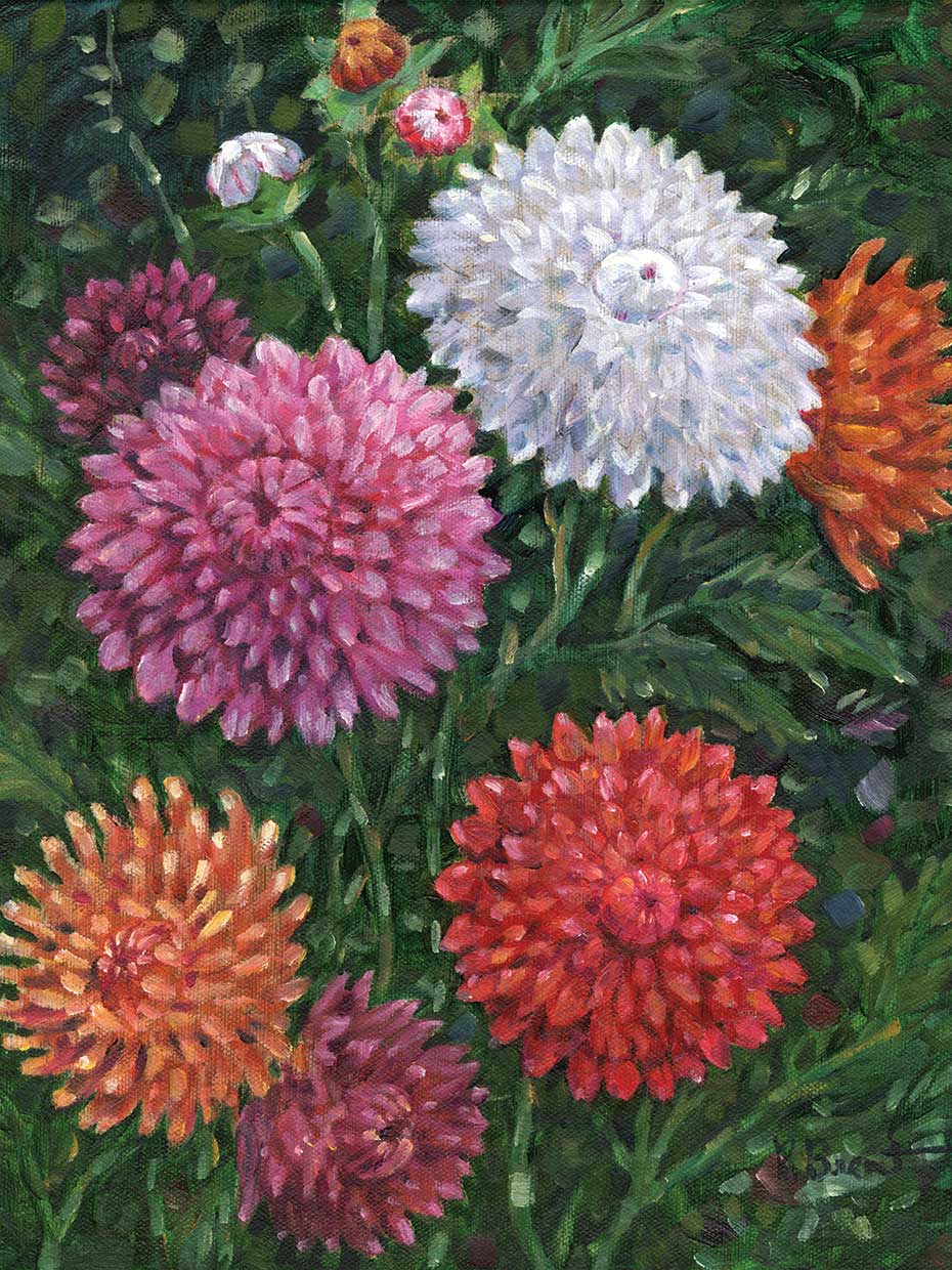 Impressions of Dahlias