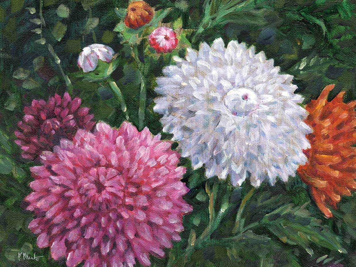 Impressions of Dahlias Horizontal I