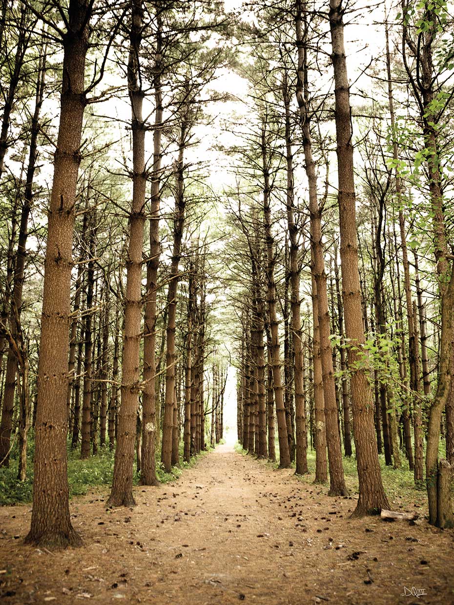 In the Pines I