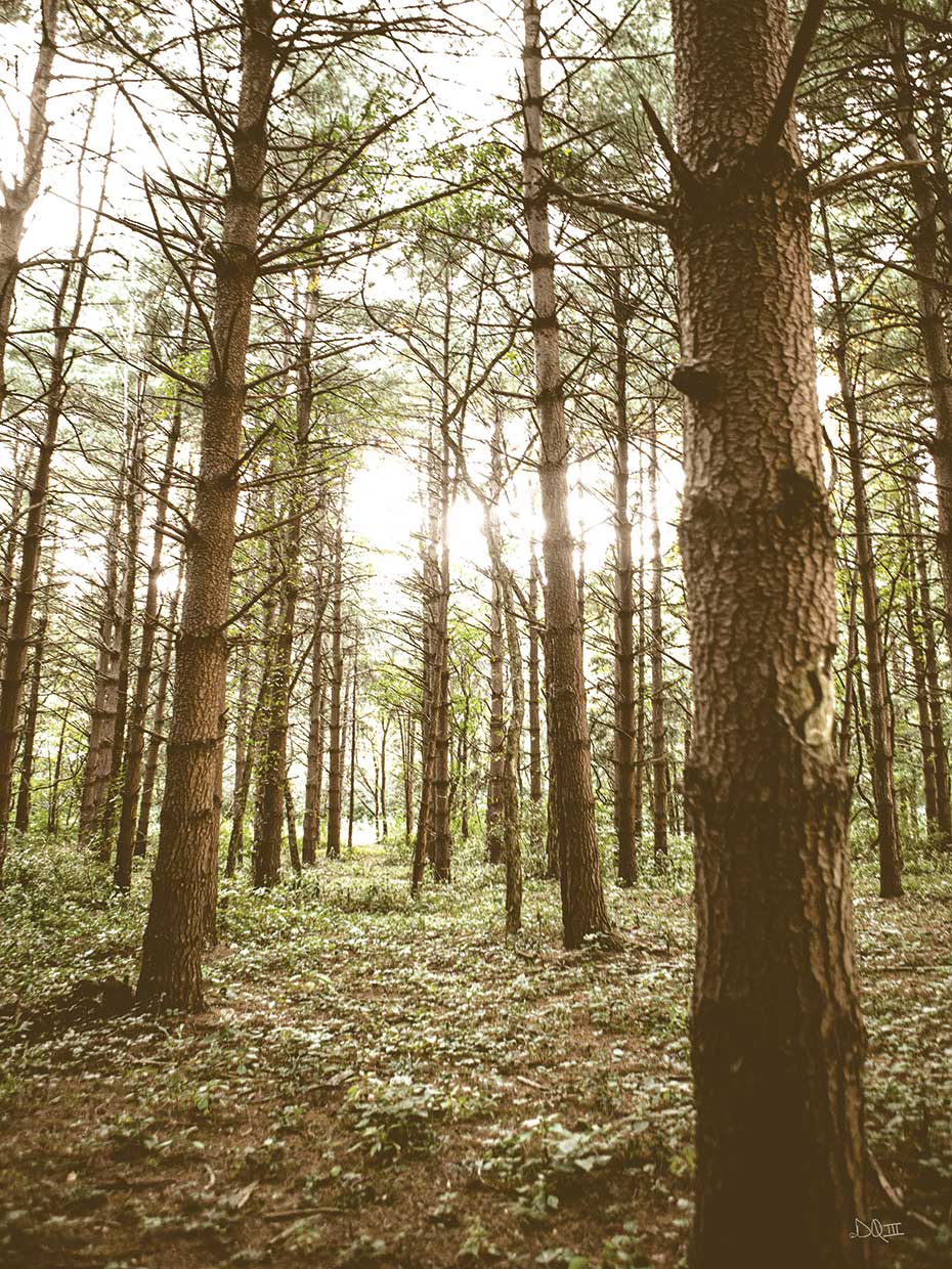 In the Pines II