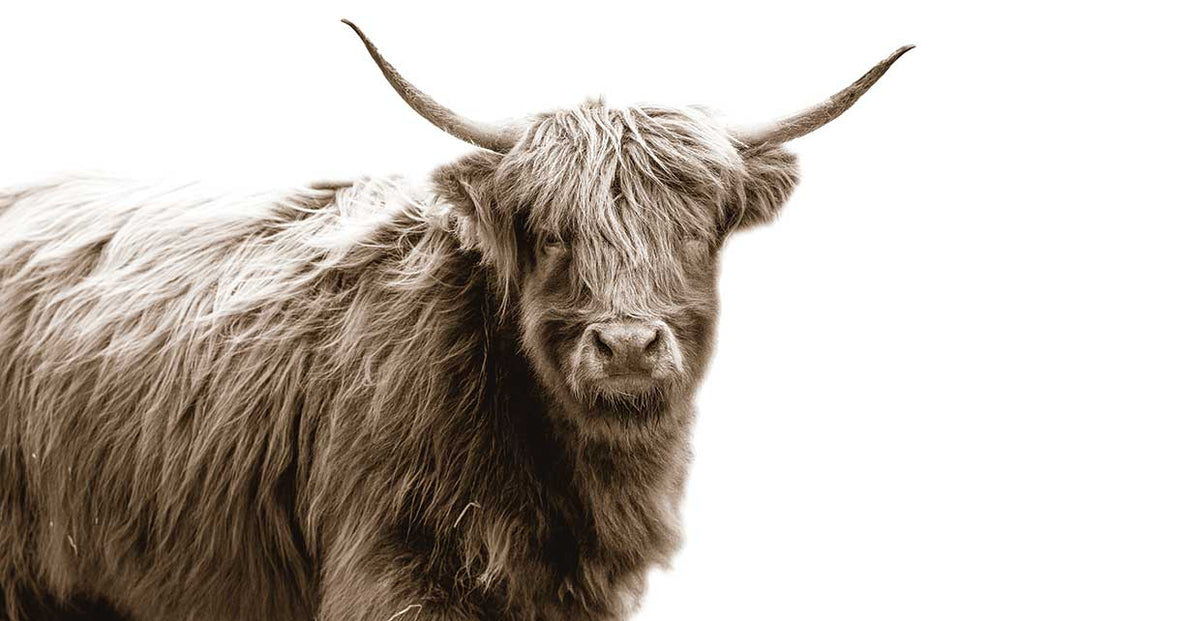 Highland Portrait