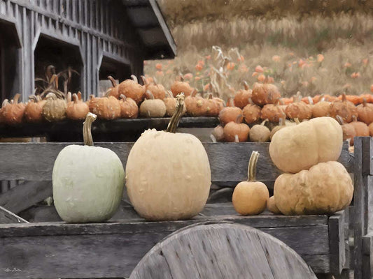 Autumn Pumpkin Harvest