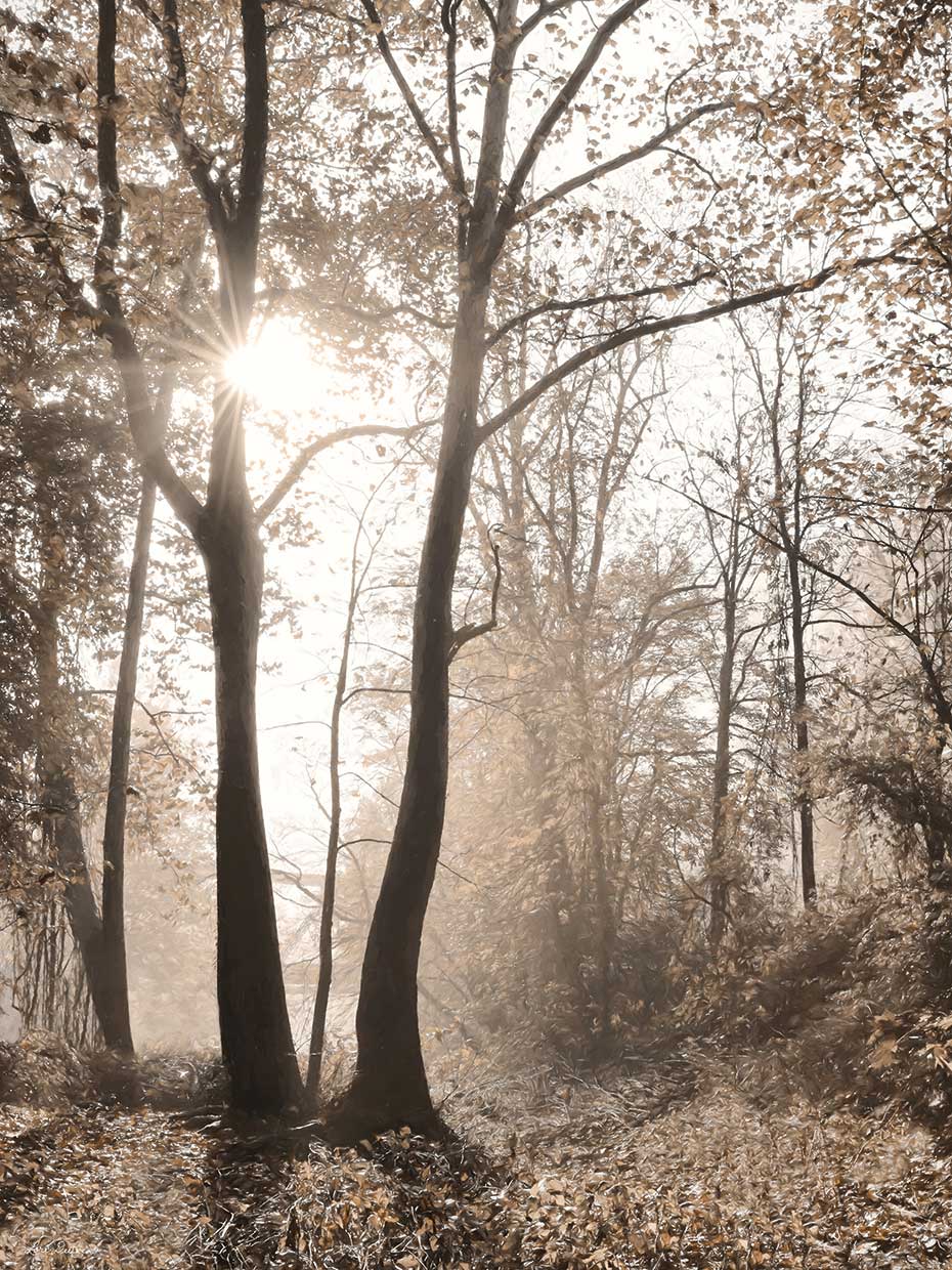 Woodland Sunrise
