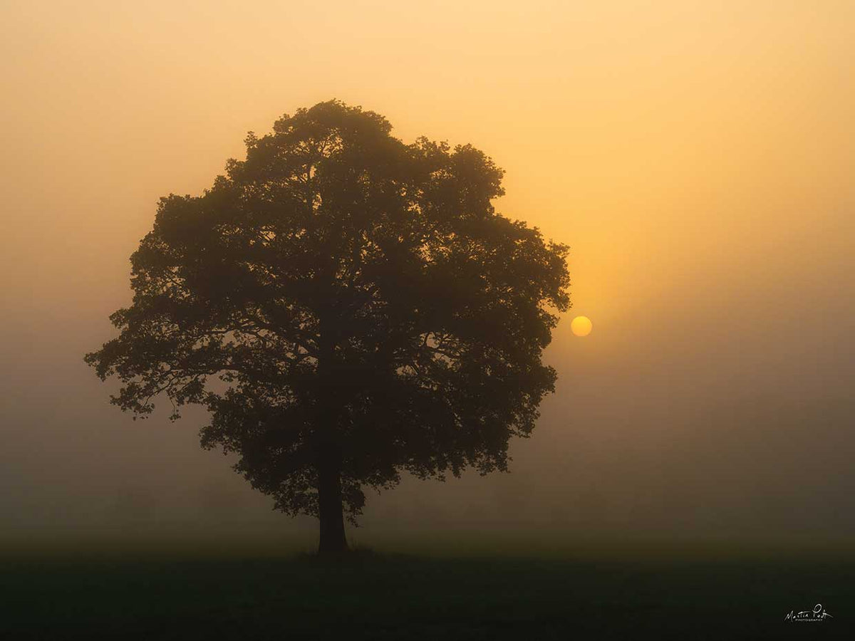 Solitary Oak