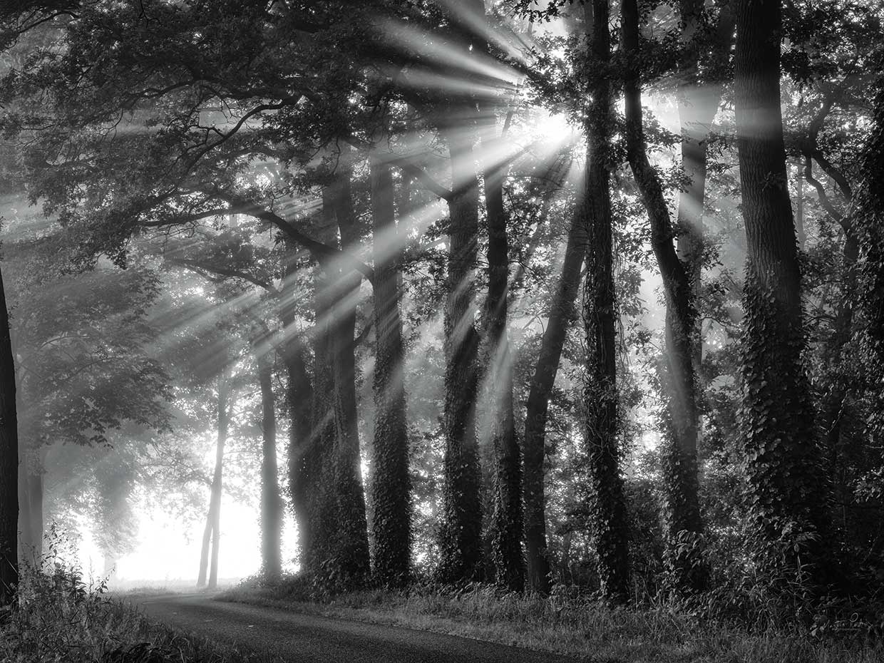 Amazing Rays
