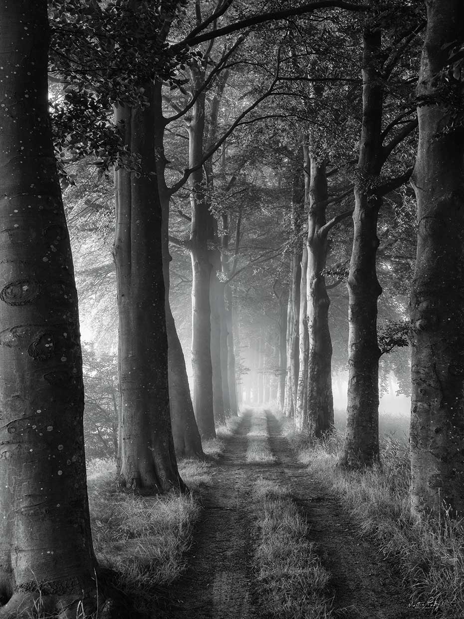 Forest Path