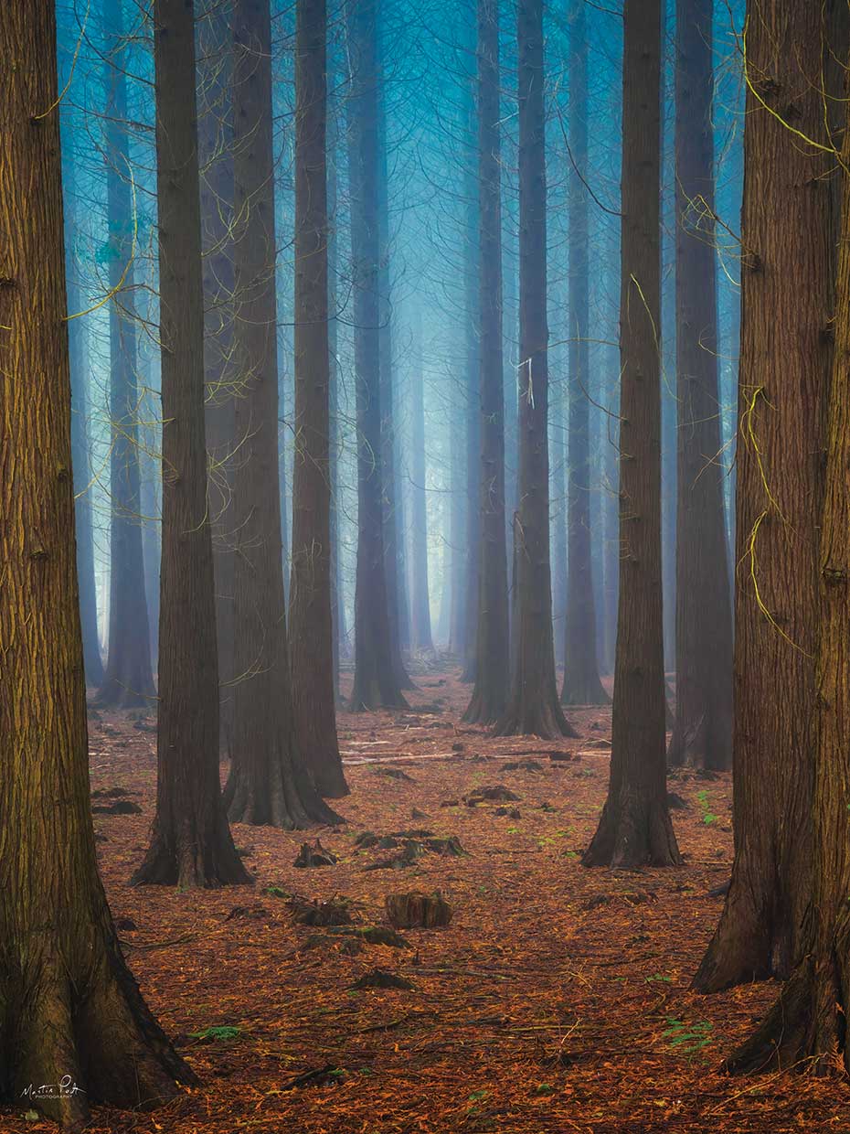 Trees Everywhere