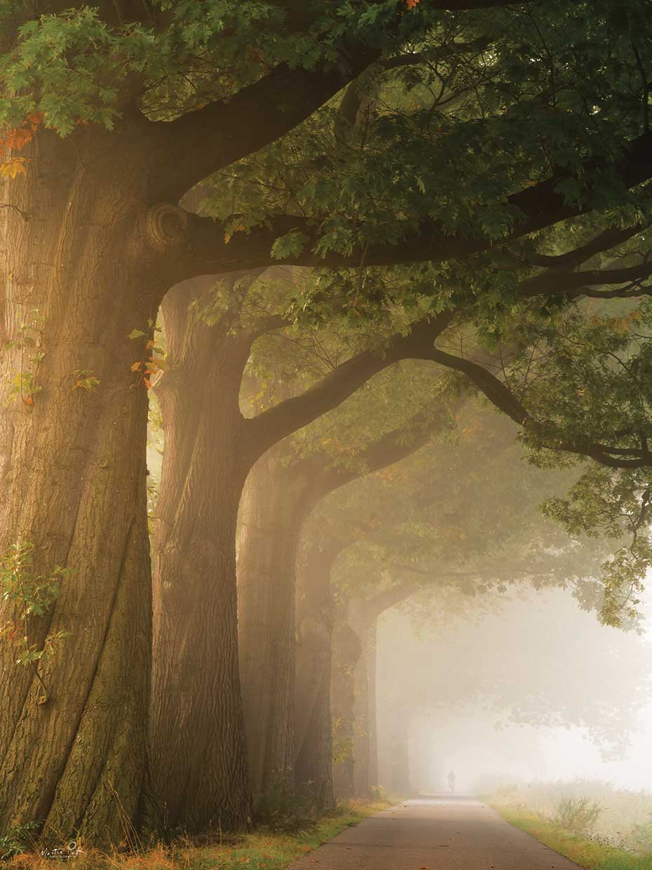 Twisted Trunk