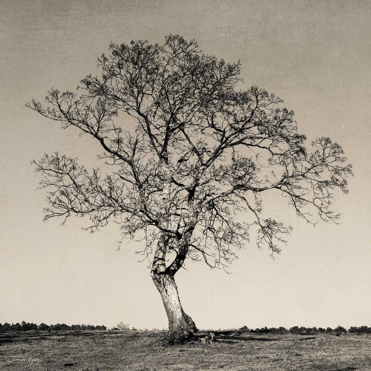 Tree No. 54