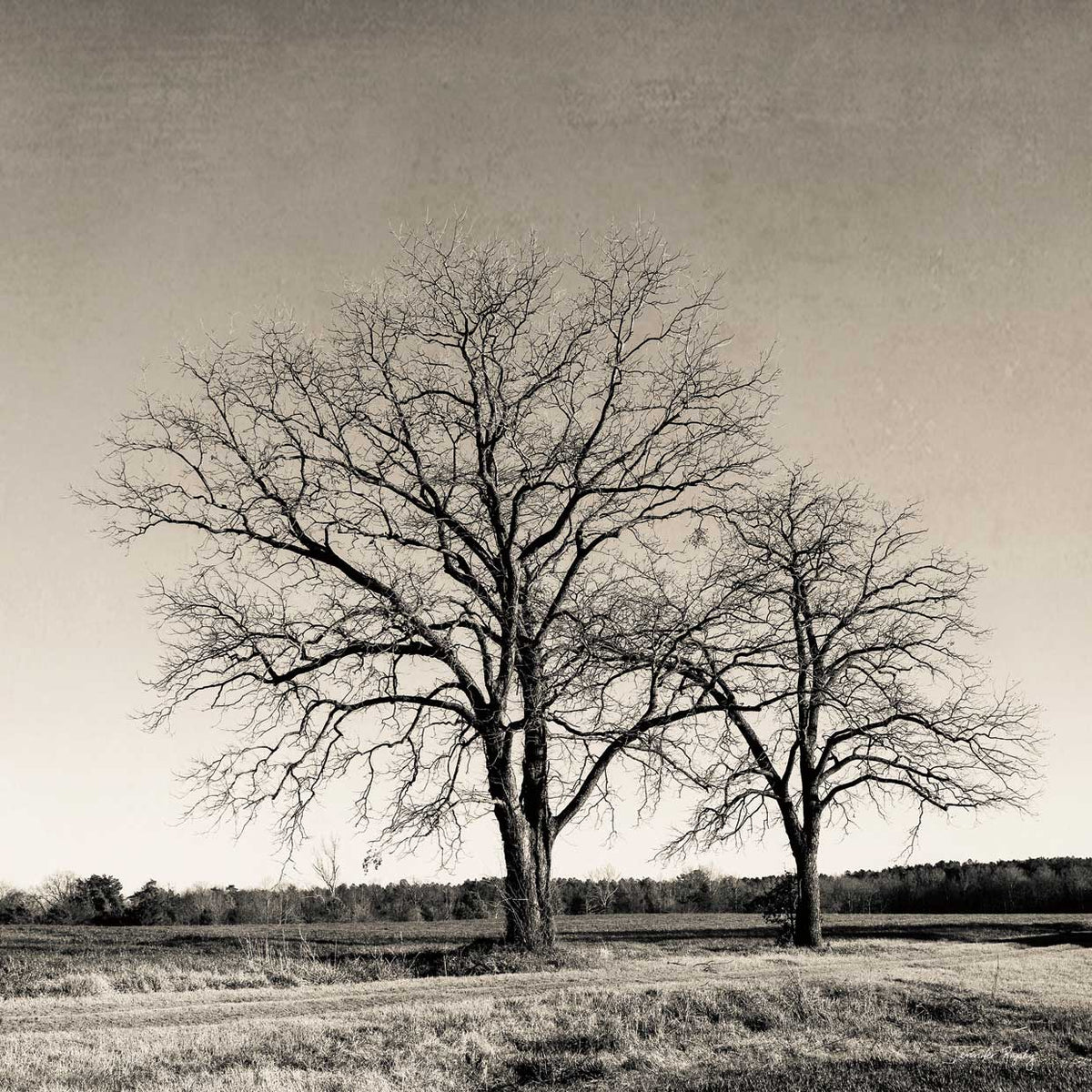 Tree No. 57