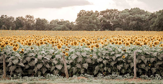 Sunflower Field No. 7