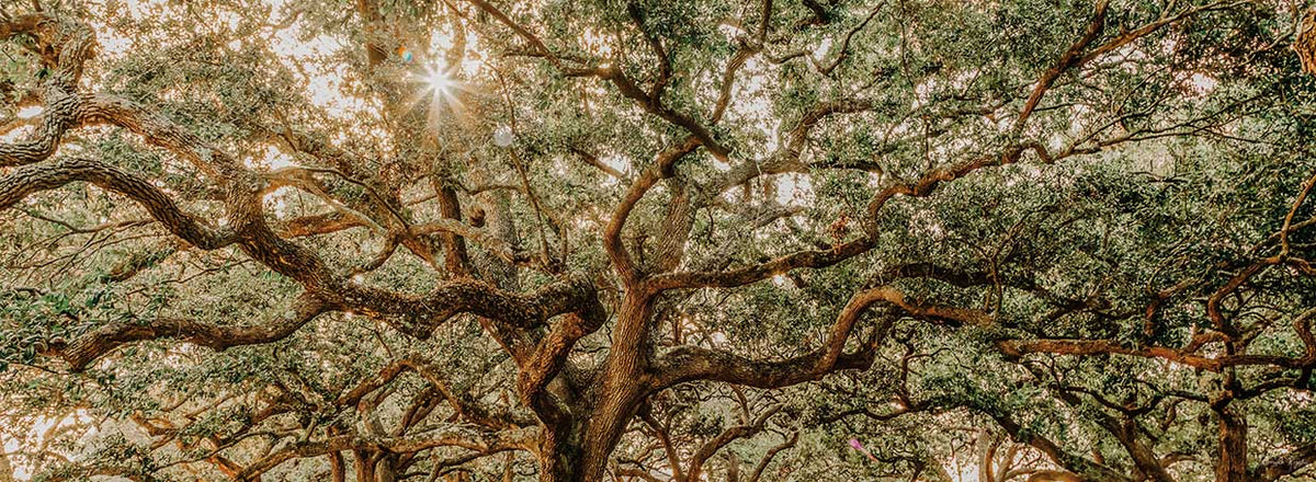 Low Country Oaks I