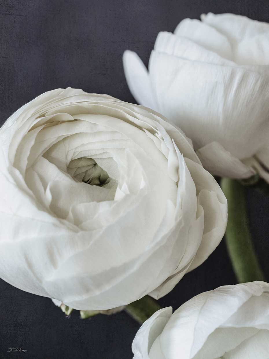 Jennifer Rigsby's Refined Beauty II Canvas Art Prints | Fine Art Canvas