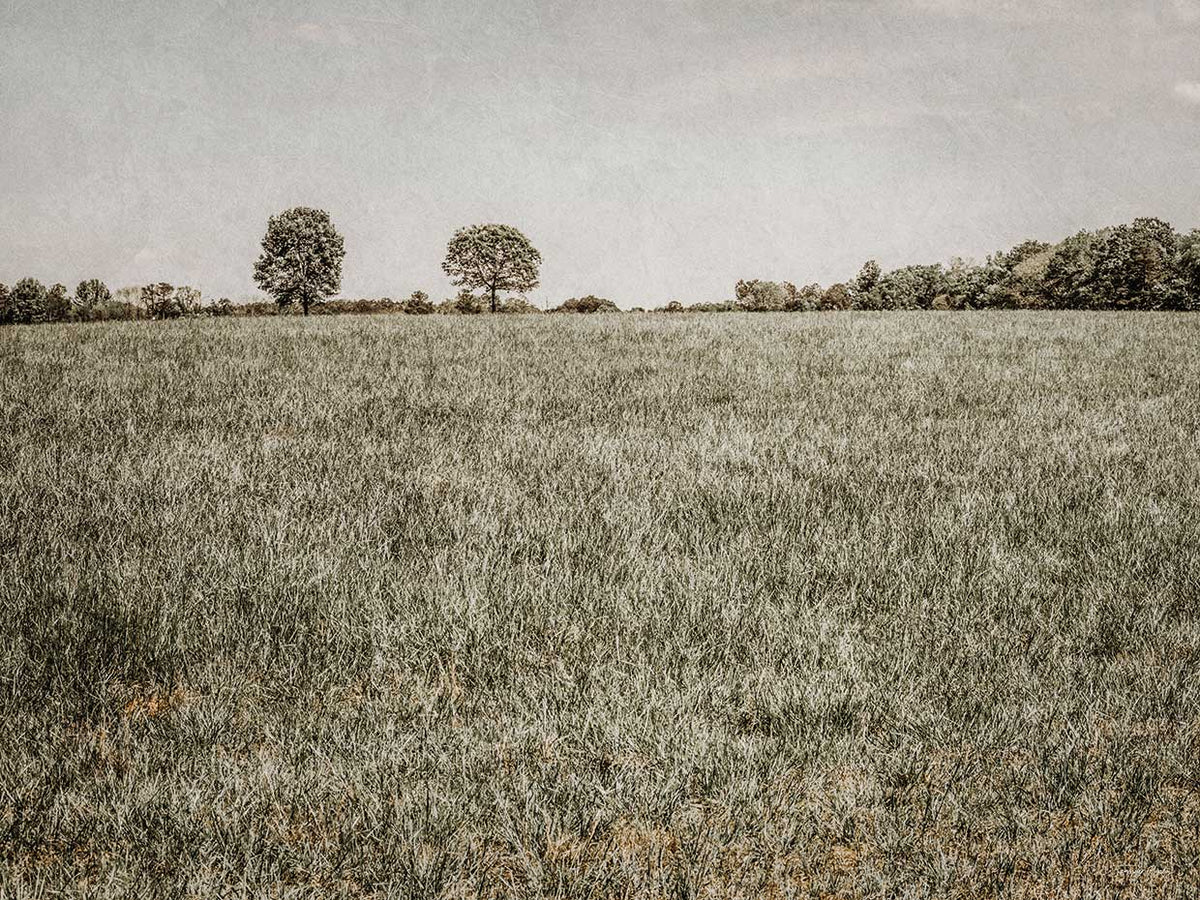 Together in the Fields II