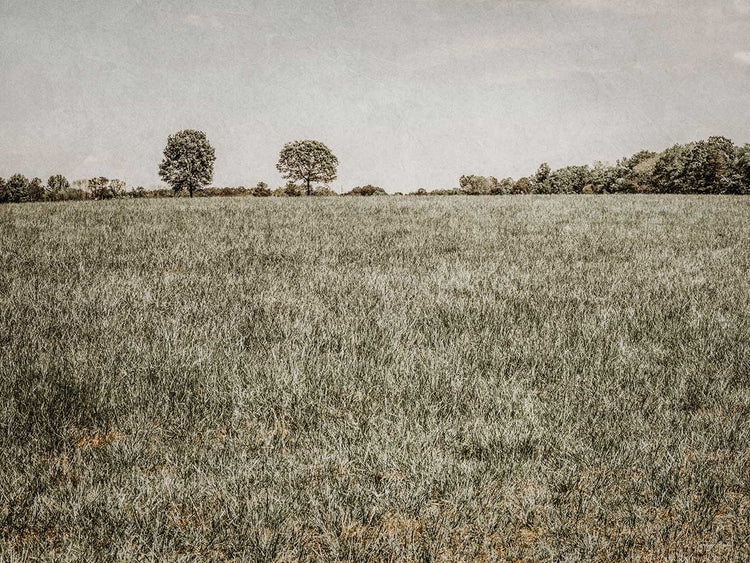 Together in the Fields II
