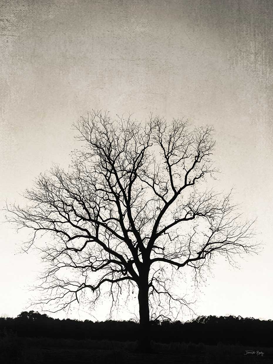 Jennifer Rigsby's Under Heaven Canvas Art Prints | Fine Art Canvas