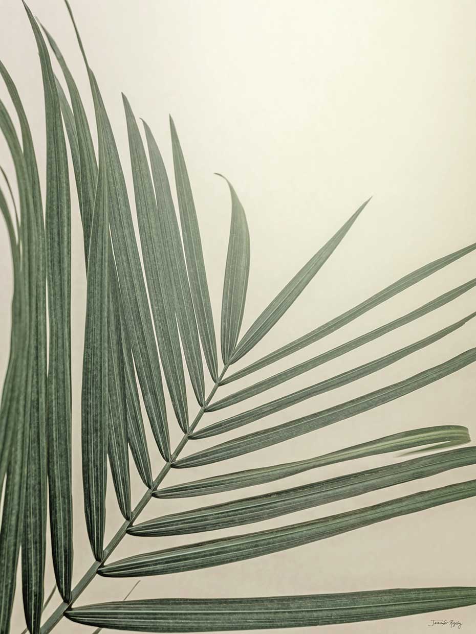 Jennifer Rigsby's Golden Hour Palm Canvas Art Prints | Fine Art Canvas