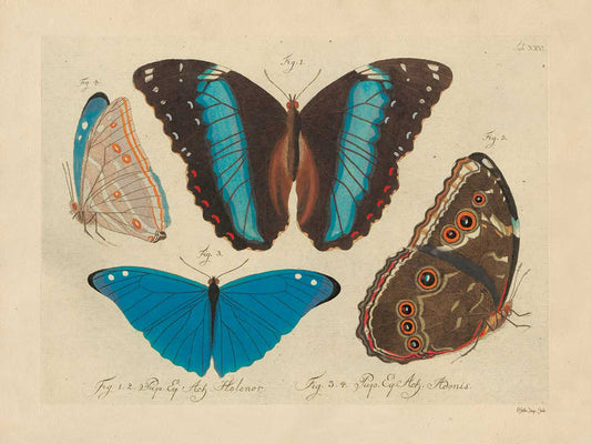 Vintage Butterflies 1 Canvas Print