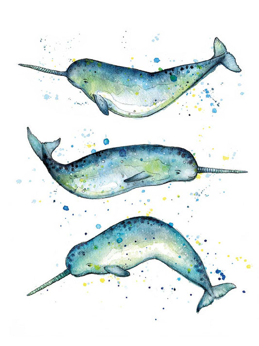 Narwhal Study