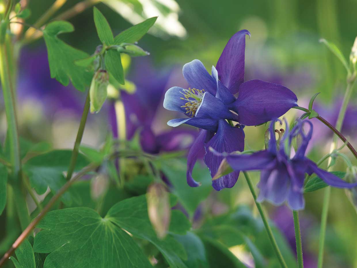 PURPLE PASSION