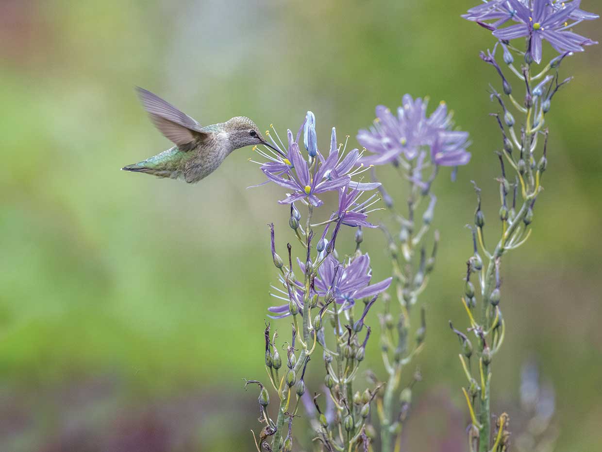 FLY BY