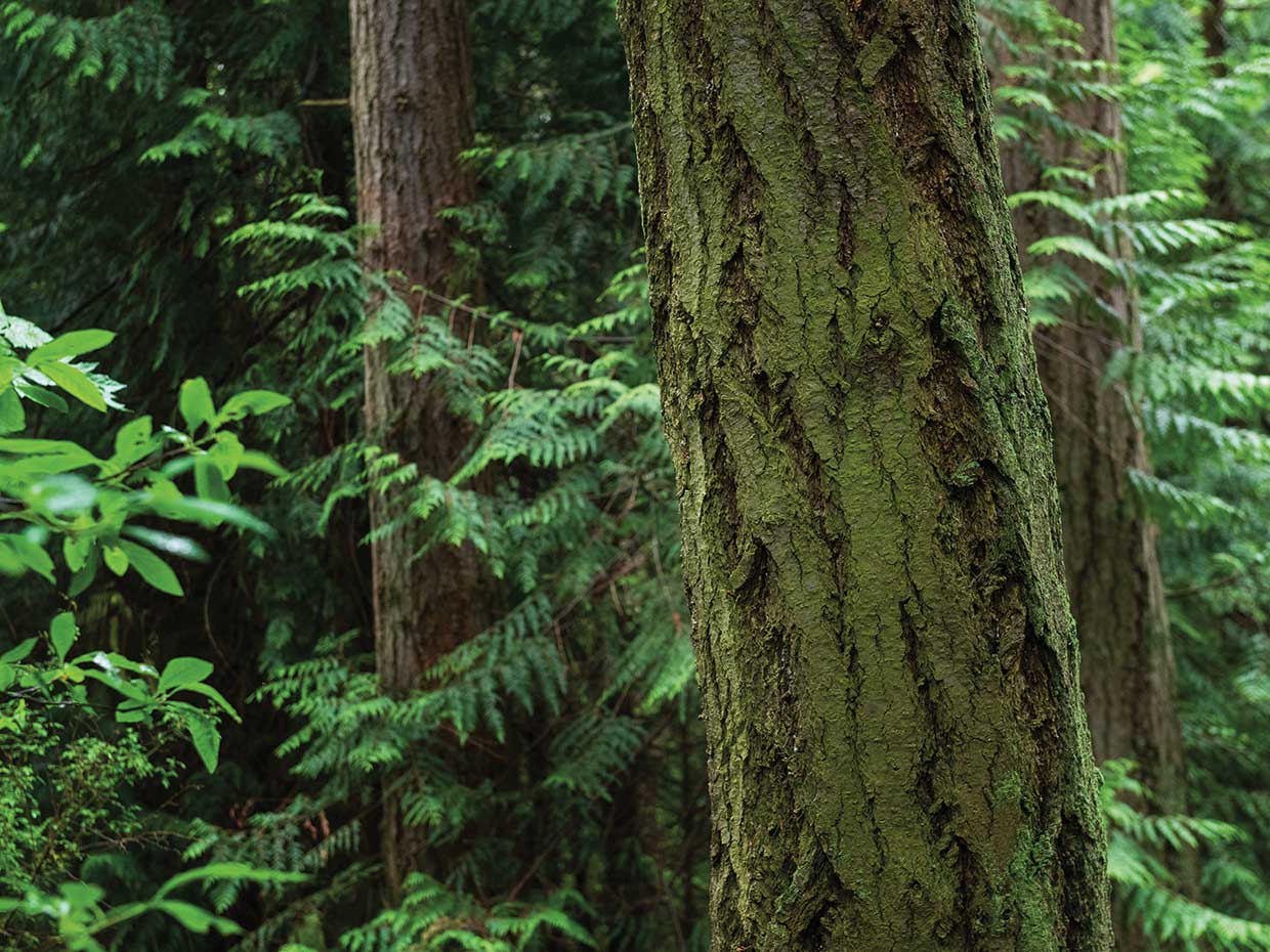 WOODLANDS II