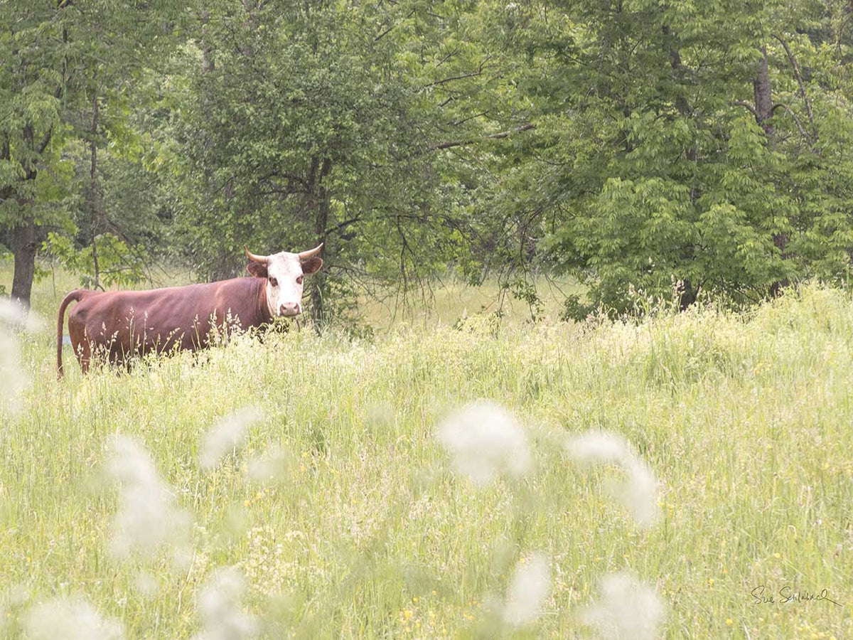 Summer Farm II