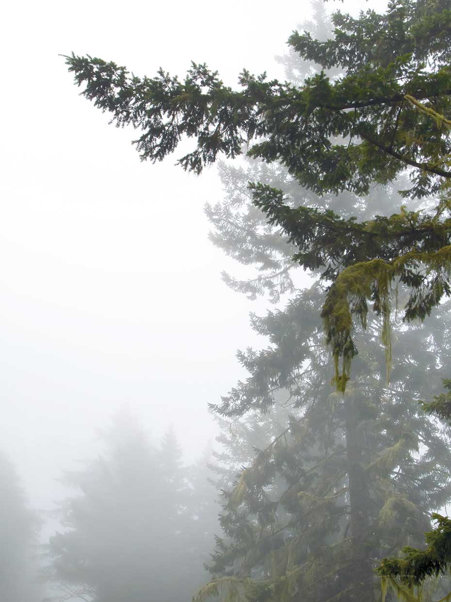 Majestic Pines II
