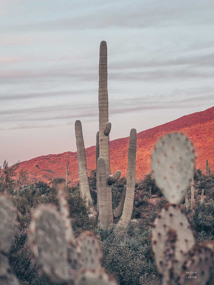 Sunsets and Saguaros II
