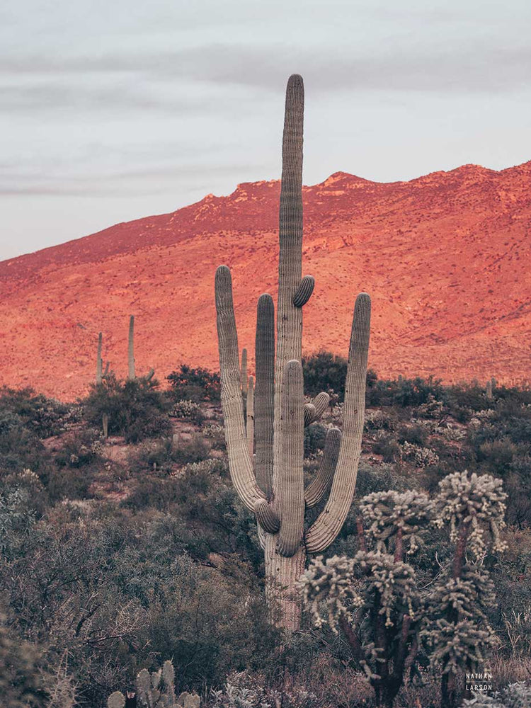 Sunsets and Saguaros I