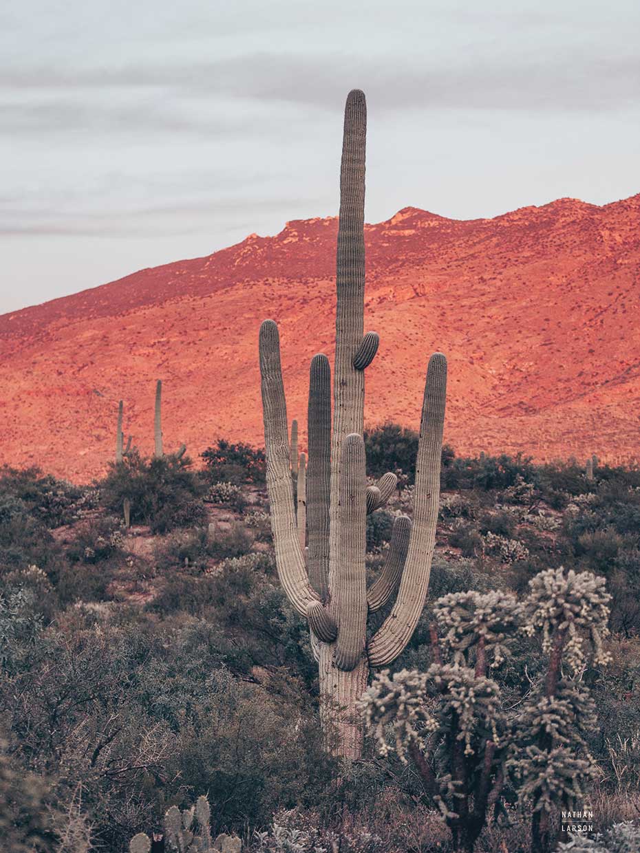 Sunsets and Saguaros I