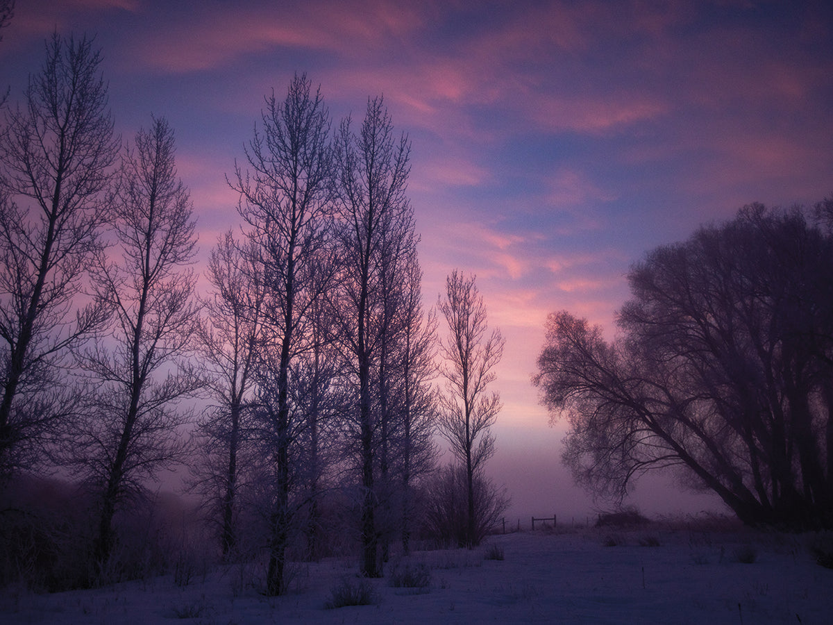 Winter Dreams