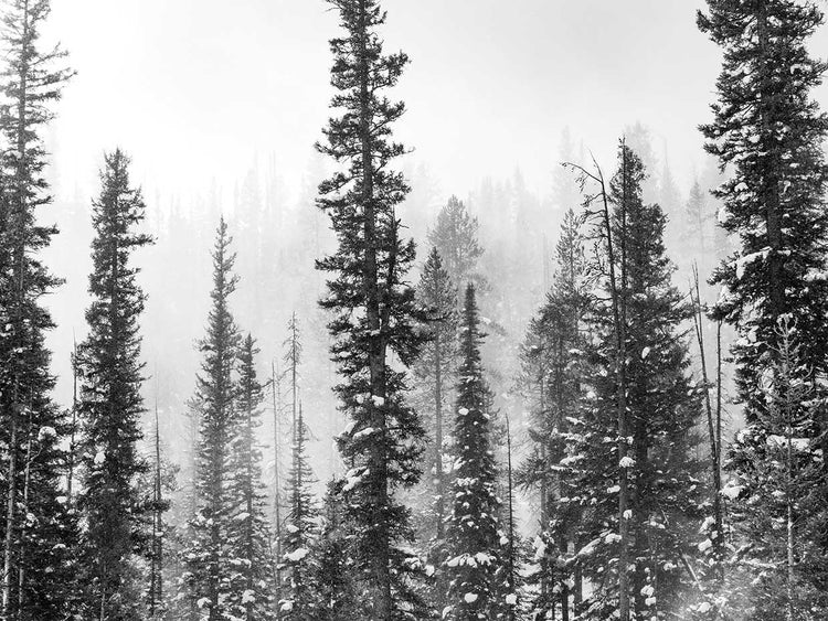 Stunning Captures In Black and White 2