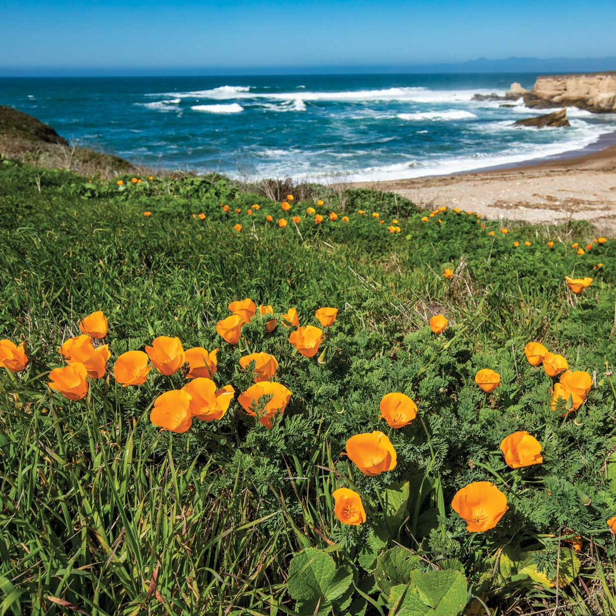 Coastal Bouquets