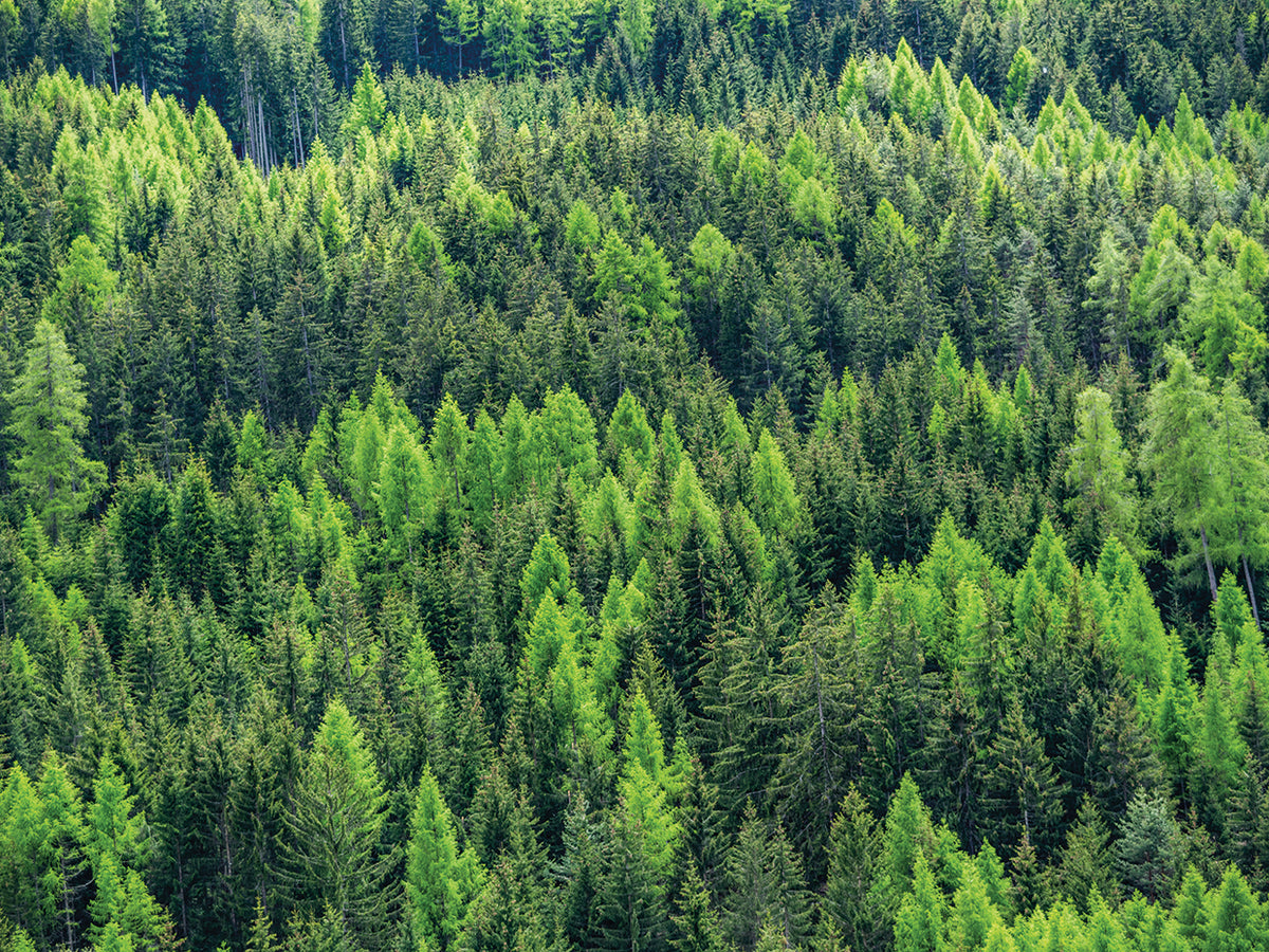 Emerald Forest