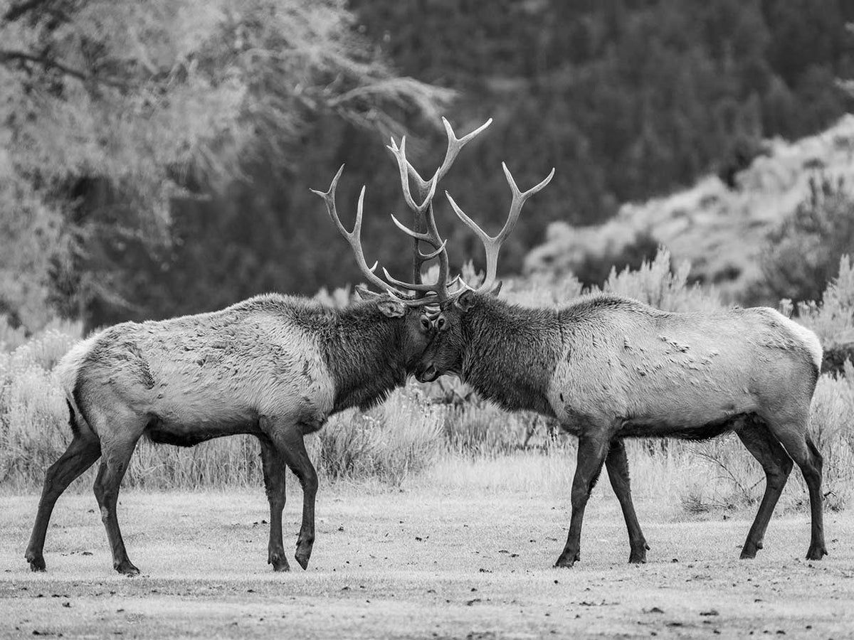 Wildlife