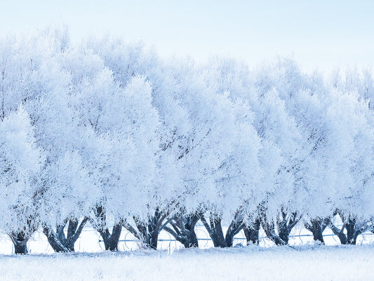 Elegant Winter Trees 1 Canvas Print