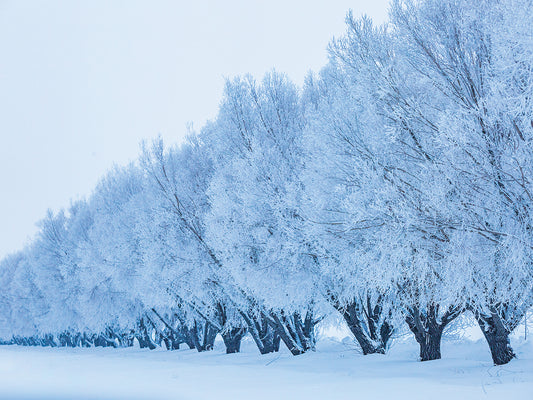 Elegant Winter Trees 5 Canvas Print