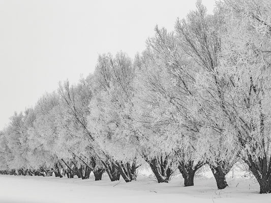 Elegant Winter Trees 6 Canvas Print