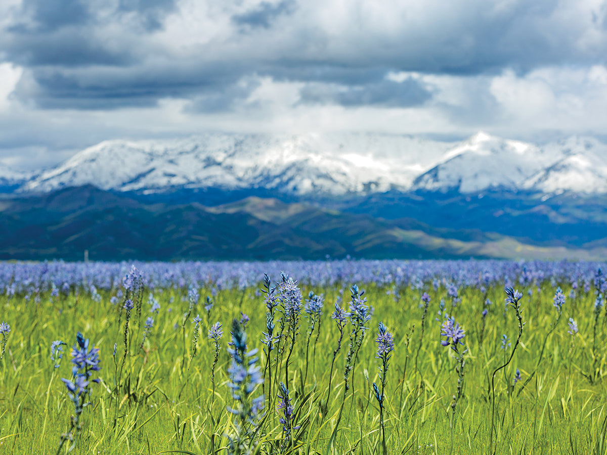 Purple Pastures