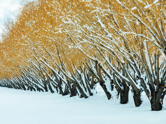 Elegant Winter Trees 7 Canvas Print