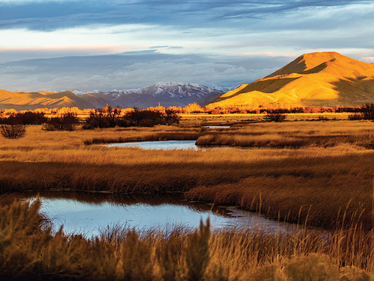 Golden Landscape