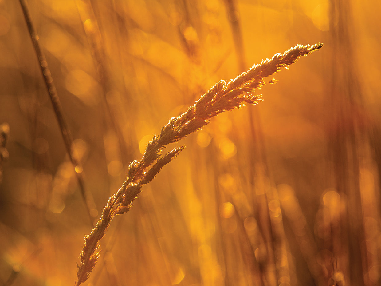 Golden Wheat