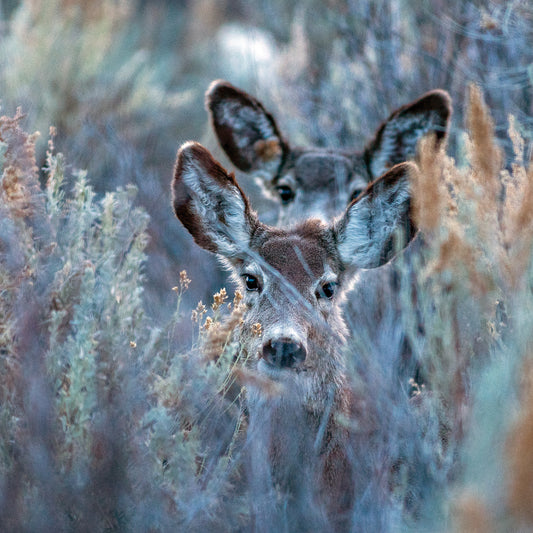 Deer, My Dear Canvas Print