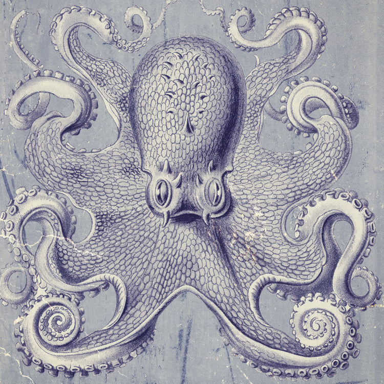 Octopus 1