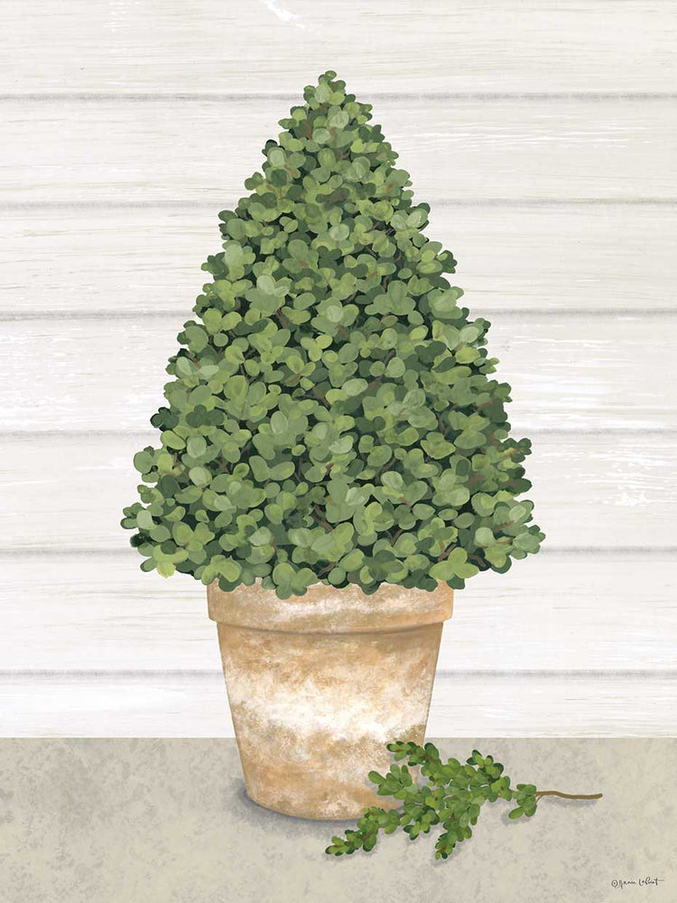Potted Boxwood Tree