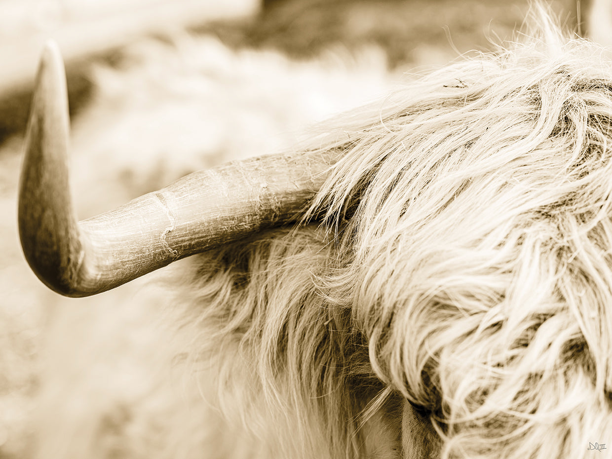 Highland Horn I