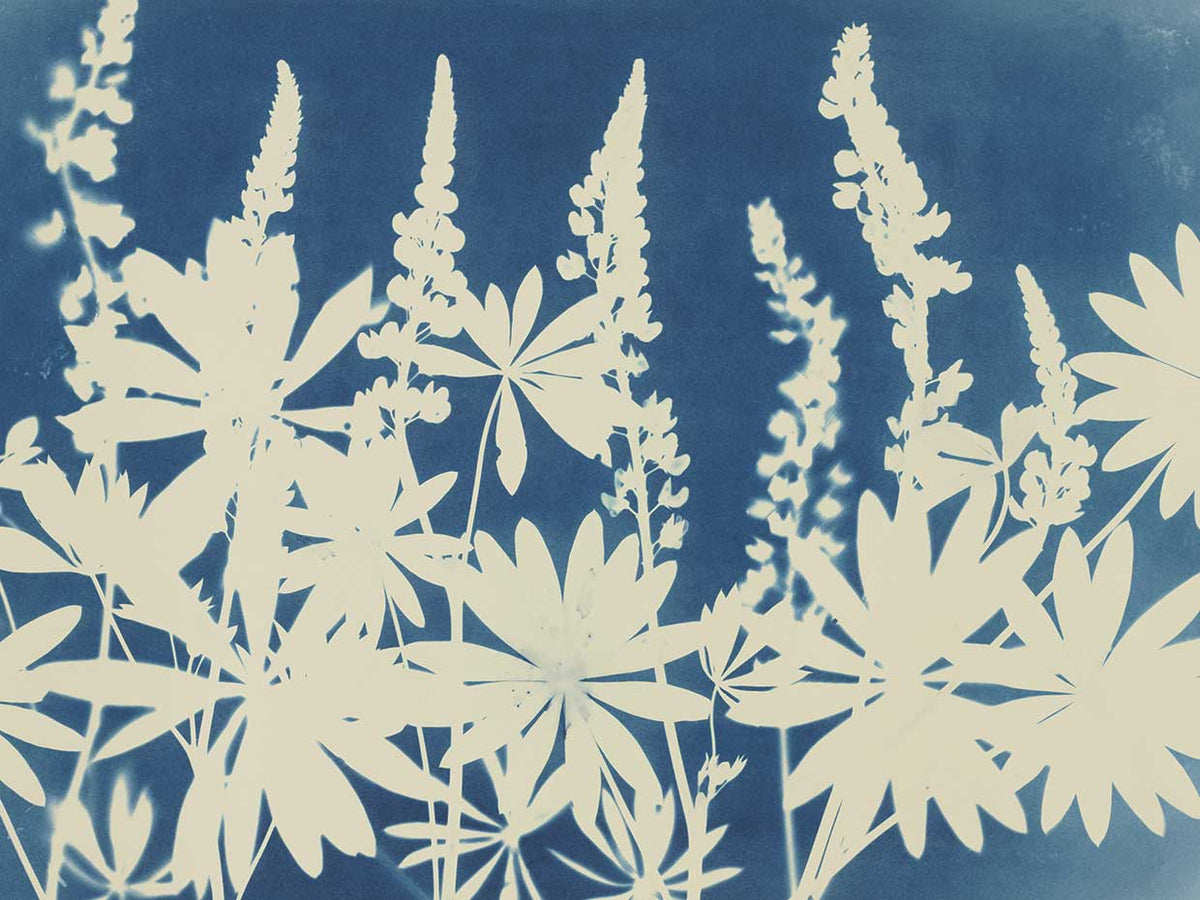 Lovely Lupine