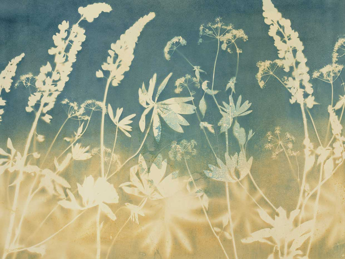 Solstice Lupine